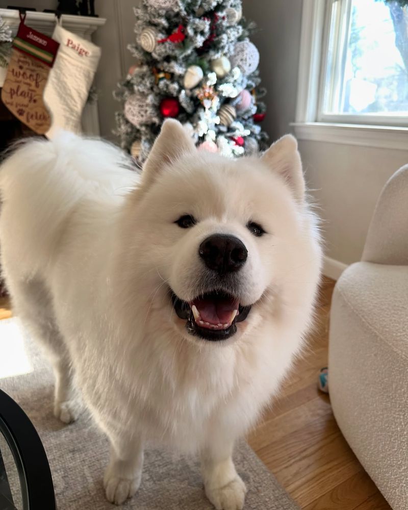 Samoyed