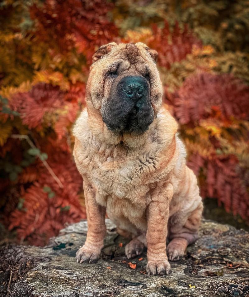 Shar Pei