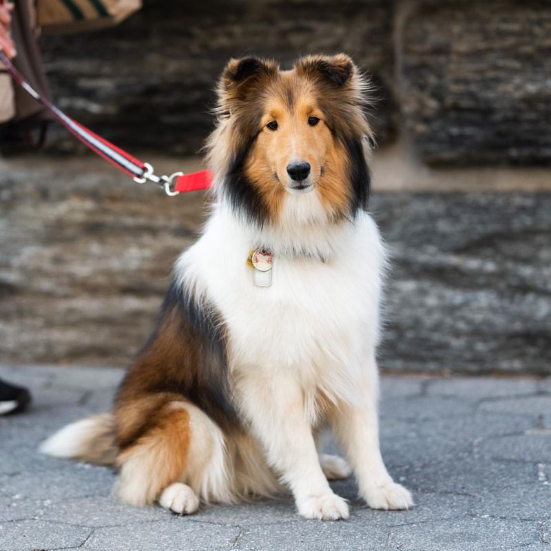 Shetland Sheepdog