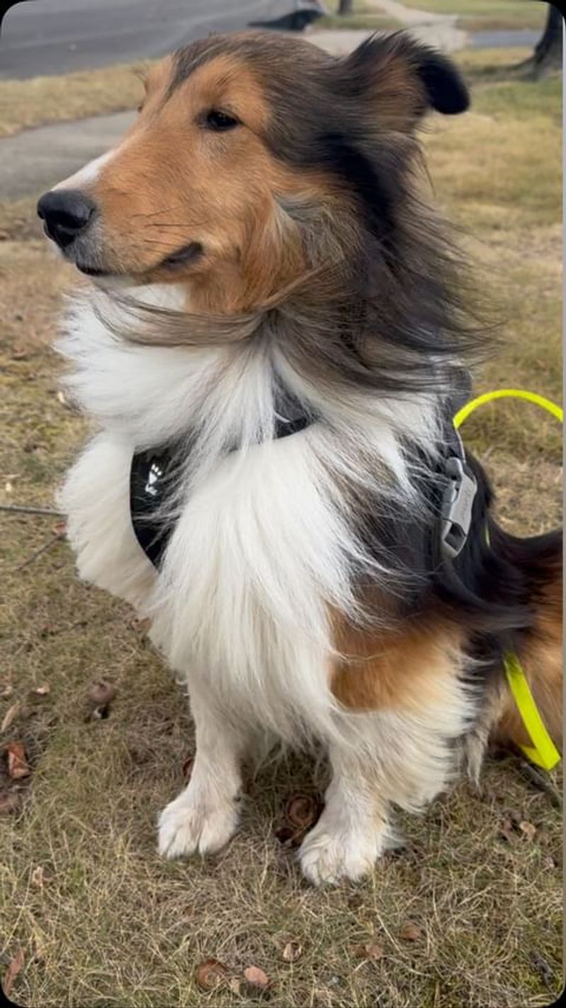 Shetland Sheepdog