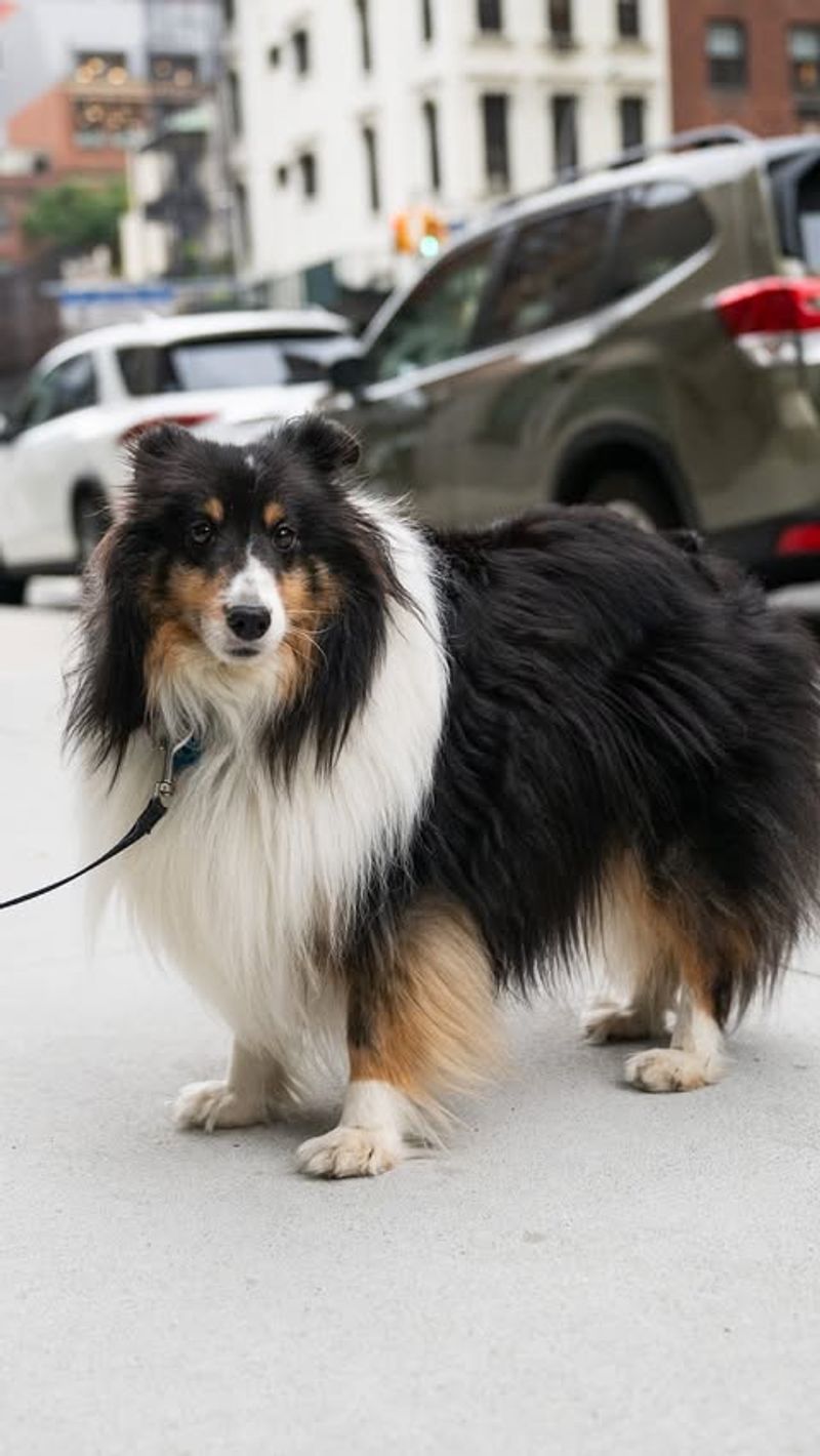 Shetland Sheepdog