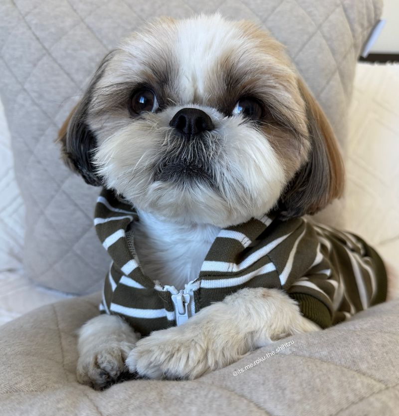 Shih Tzu