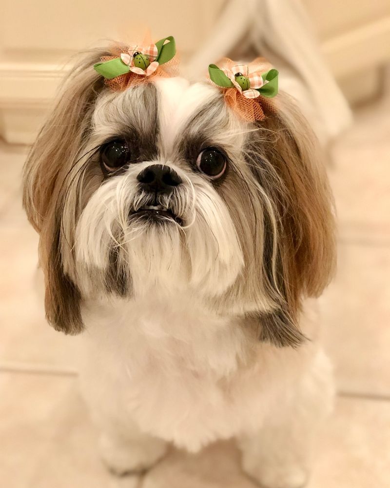 Shih Tzu