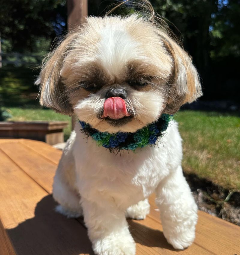 Shih Tzu