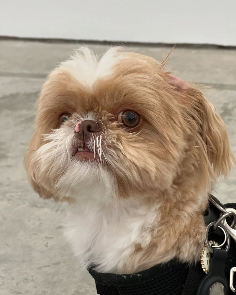 Shih Tzu