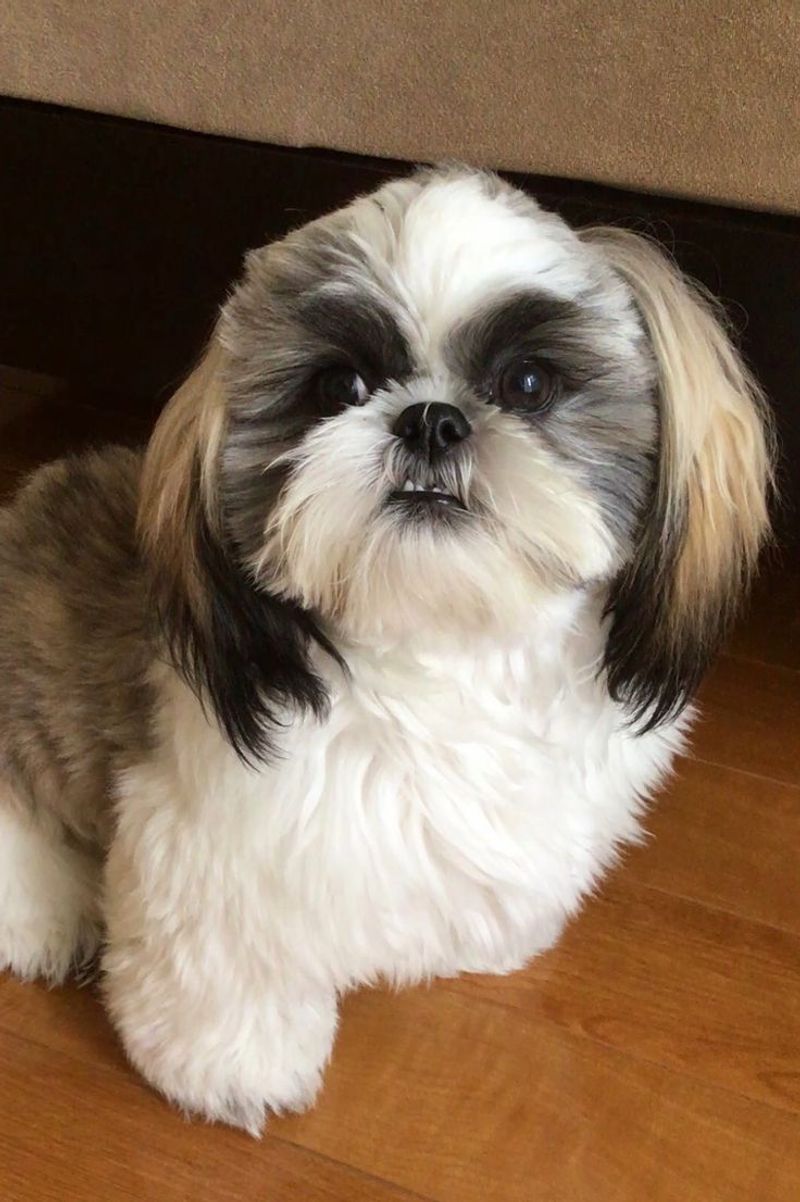 Shih Tzu