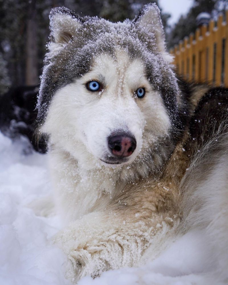 Siberian Husky