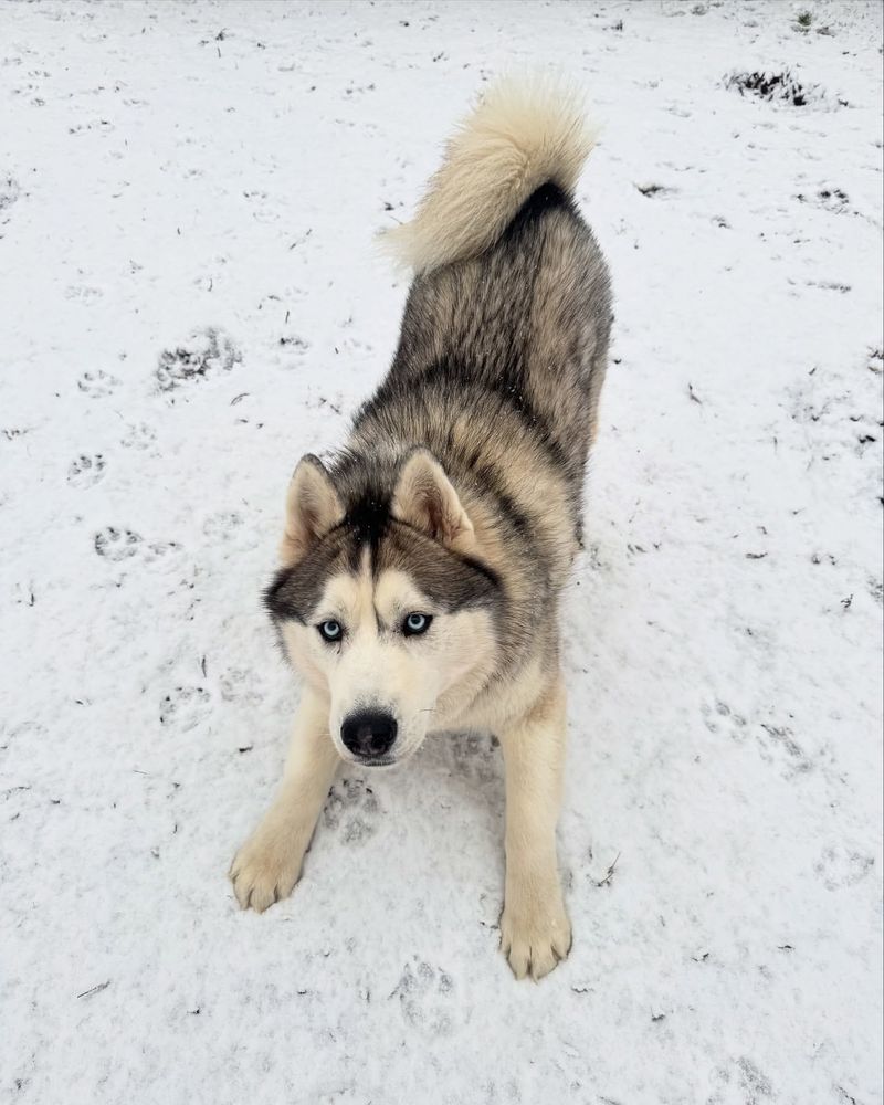 Siberian Husky