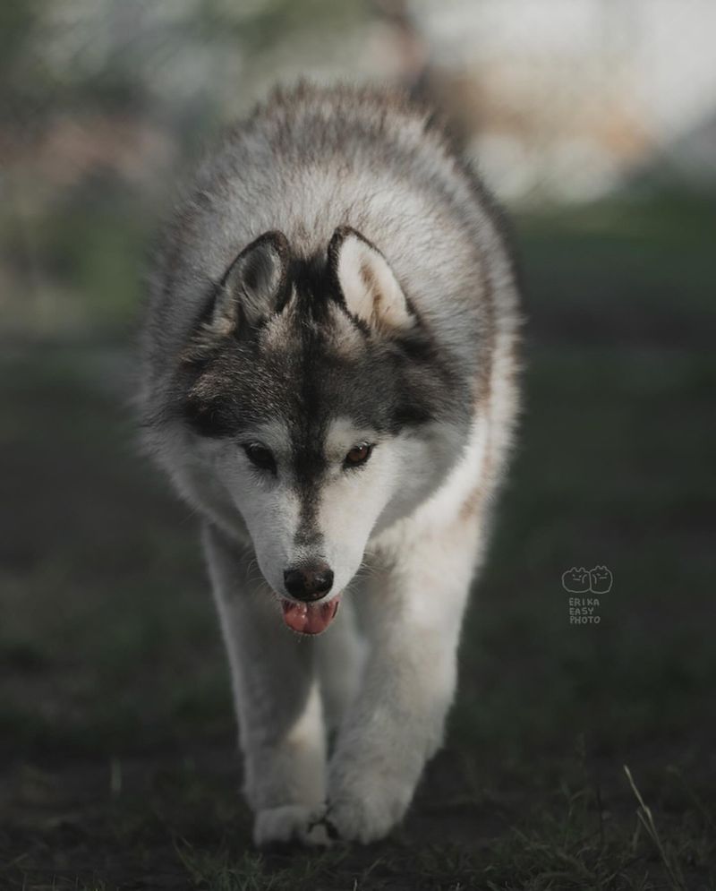 Siberian Husky