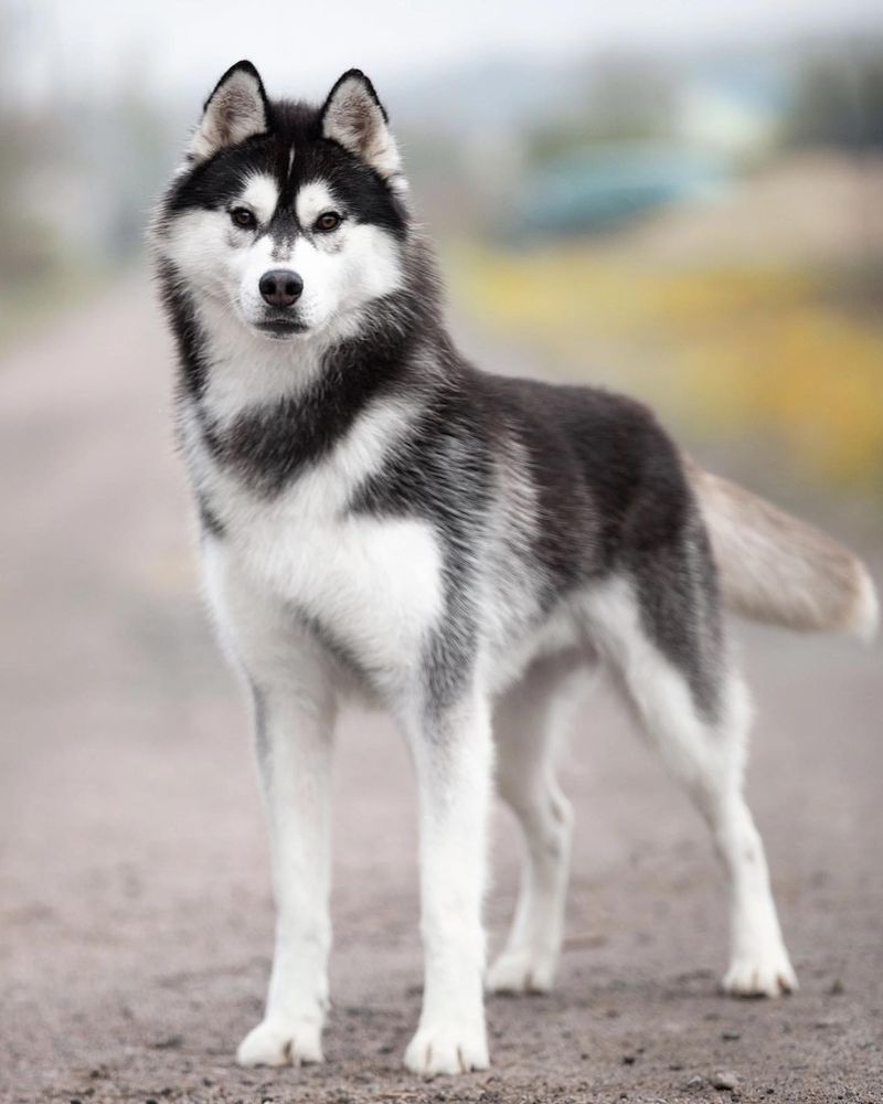 Siberian Husky