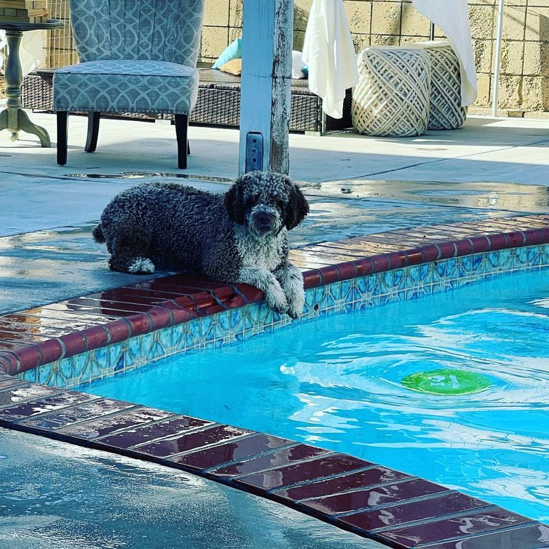 Spanish Water Dog