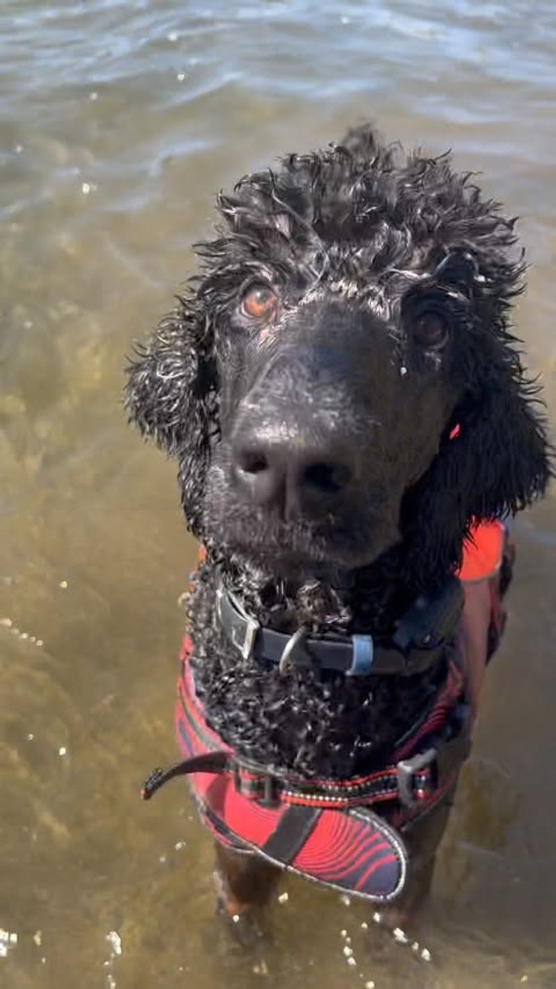 Standard Poodle