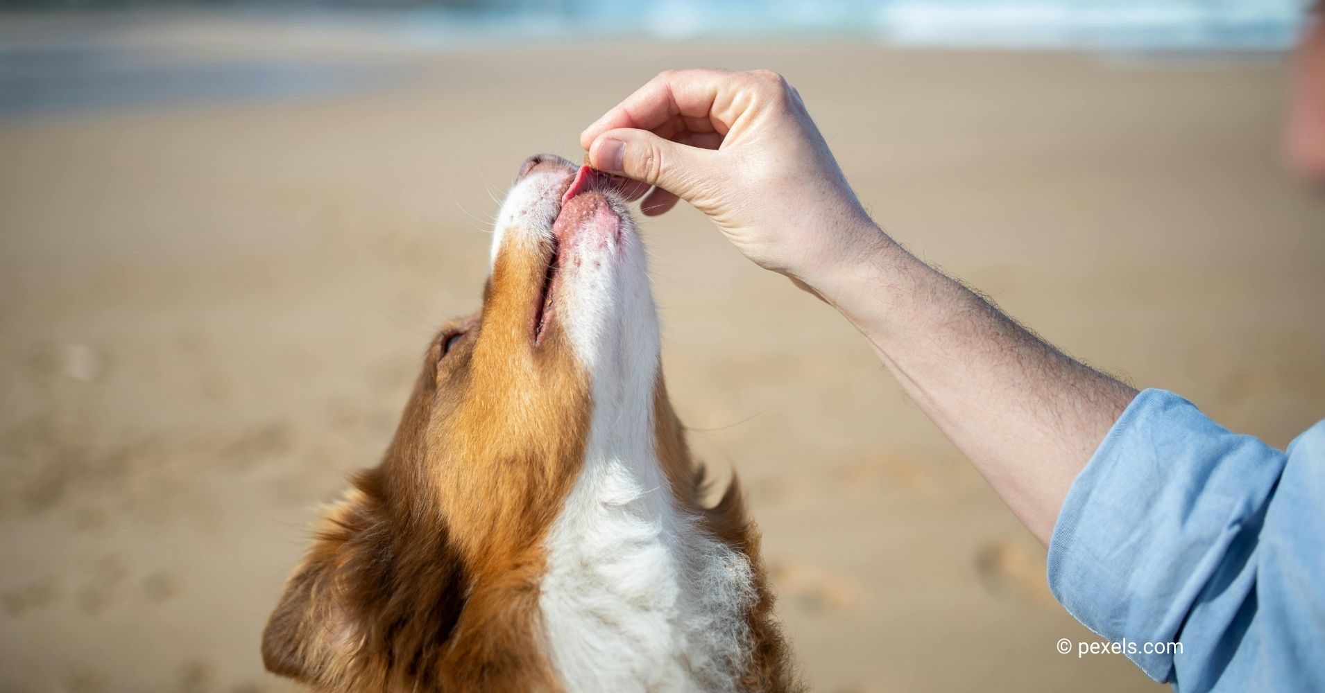 The Ultimate Guide To Feeding Your Dog A Healthy Diet - Epic Dogs Tales