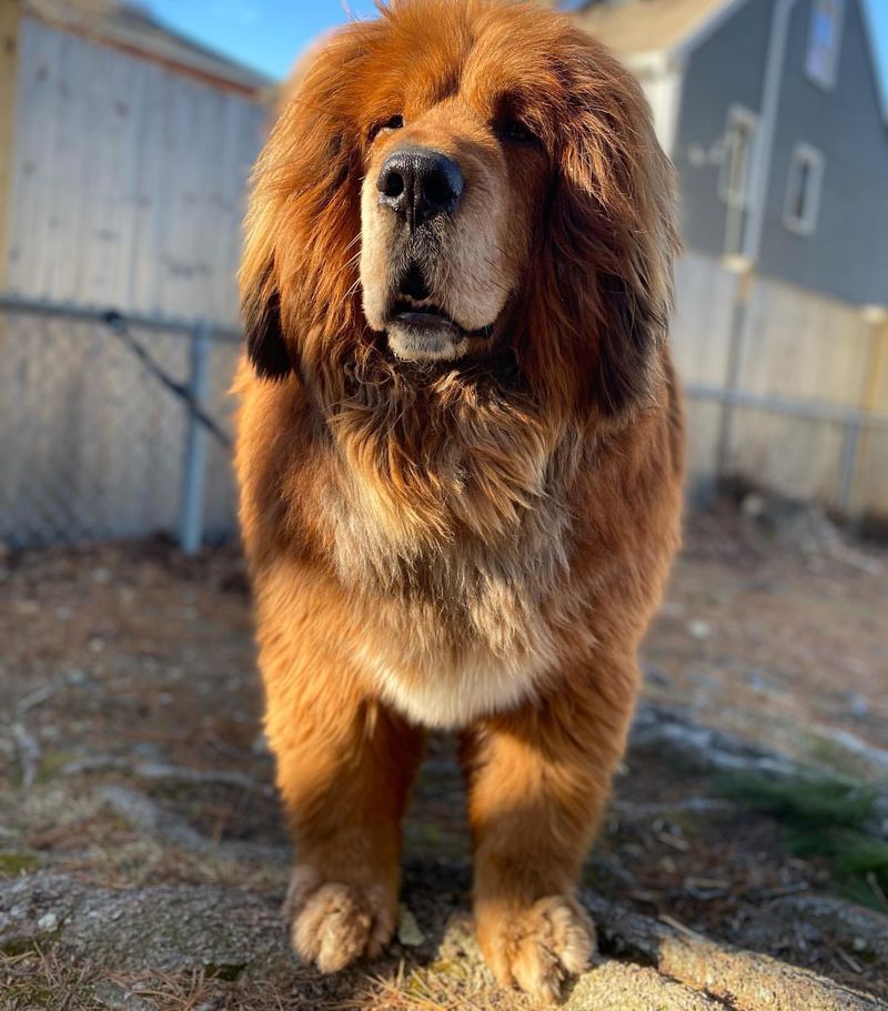 Tibetan Mastiff