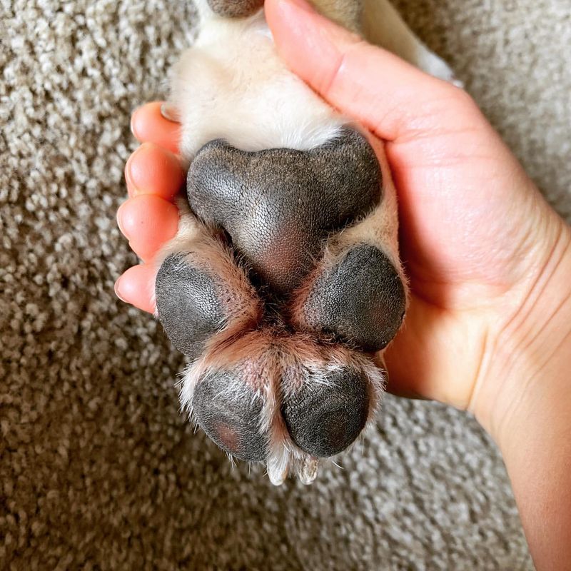 Unique Dog Paw Prints