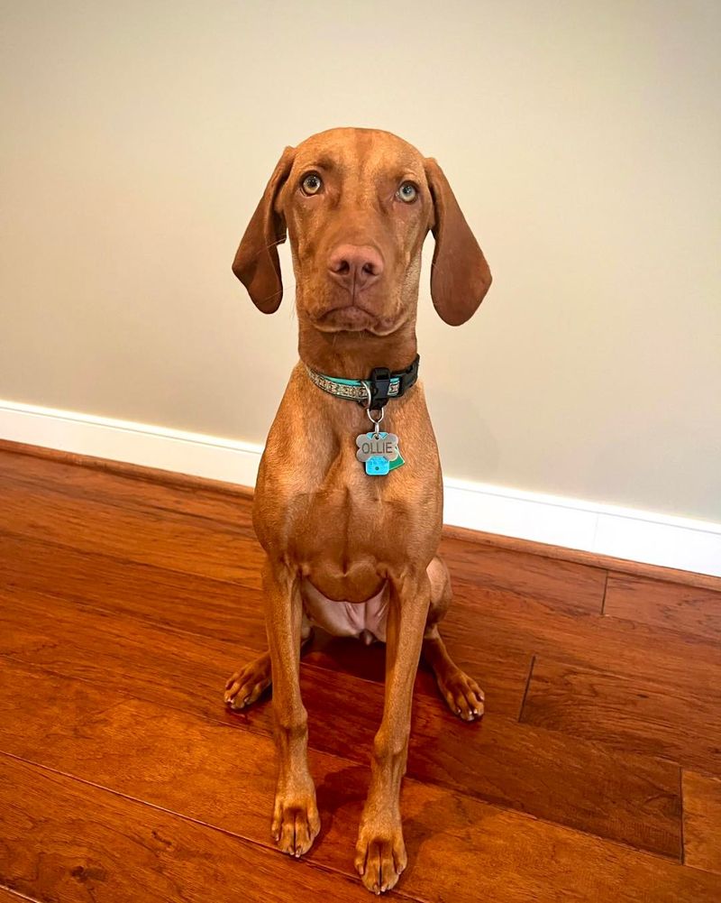 Vizsla