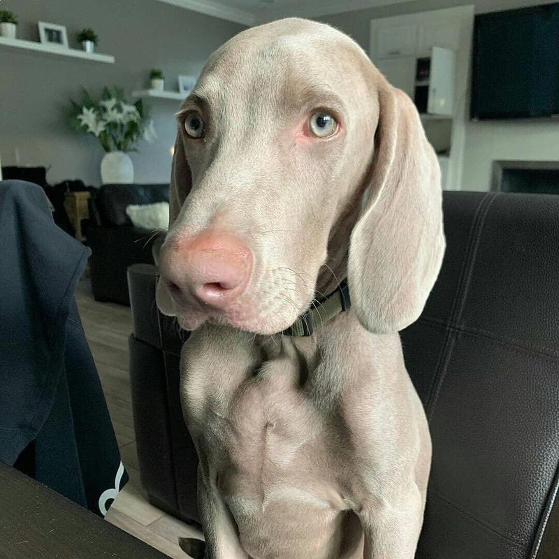 Weimaraner