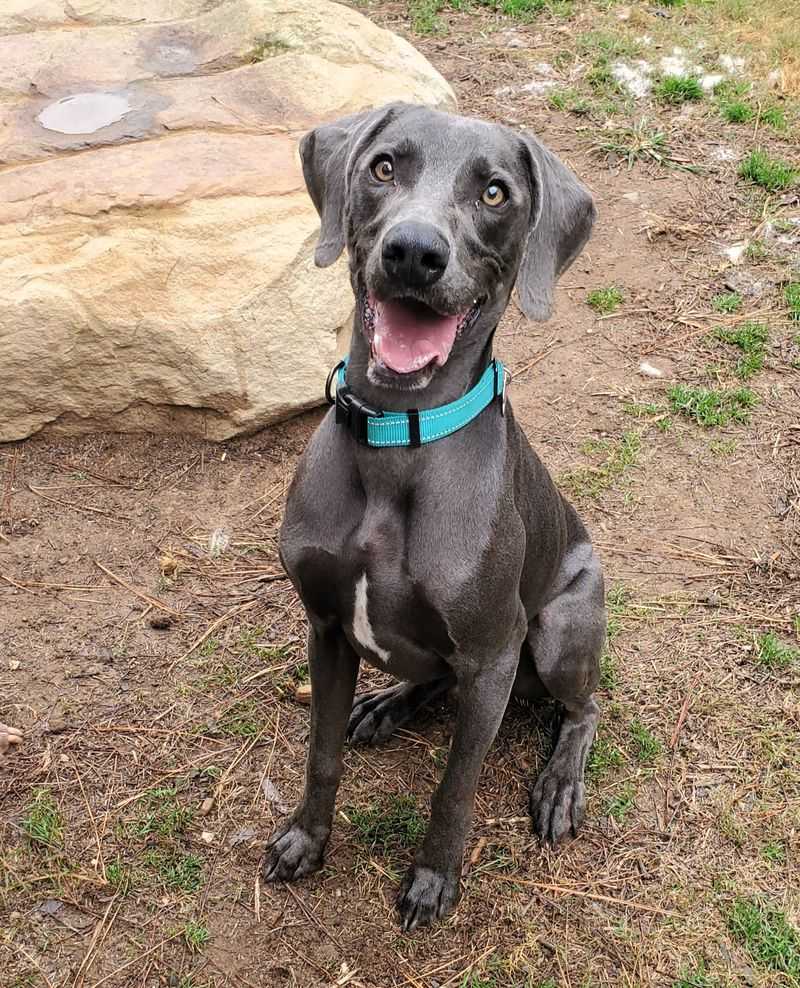 Weimaraner