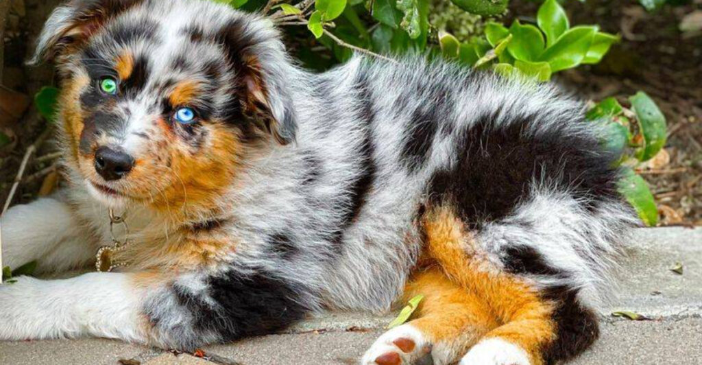 14 Incredible Dog Breeds to Explore Beyond the Golden Retriever - Epic ...