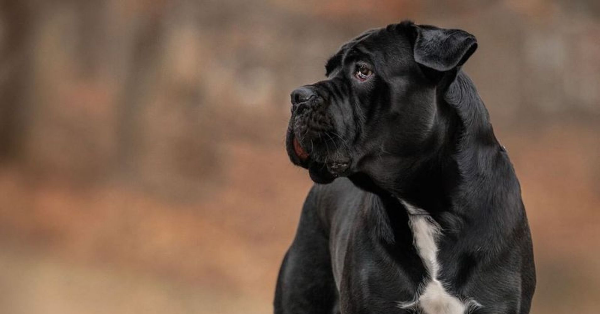 8 Powerful Dog Breeds That Embody Strength - Epic dogs tales