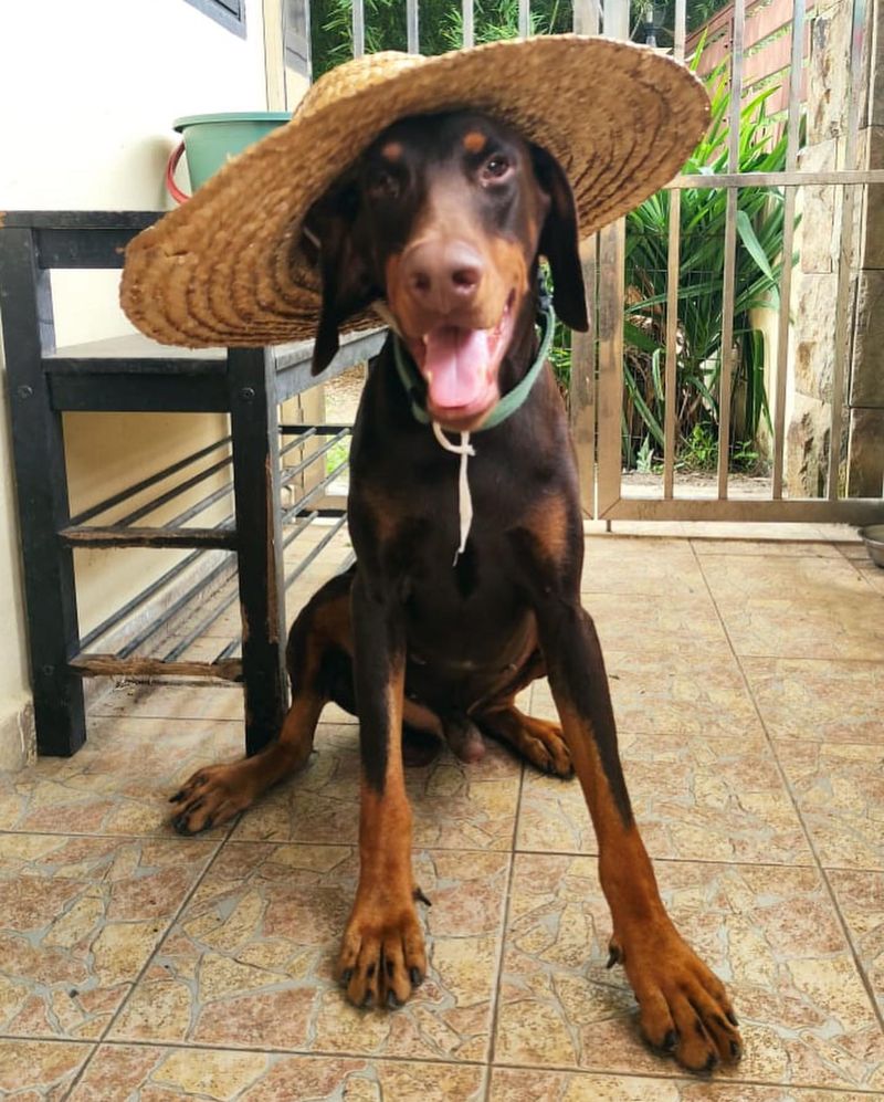 Adaptable Family Pets