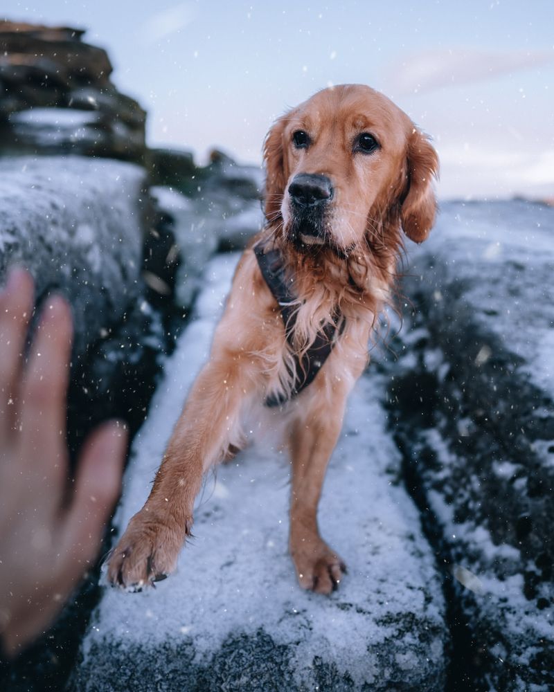 Adventure Buddies