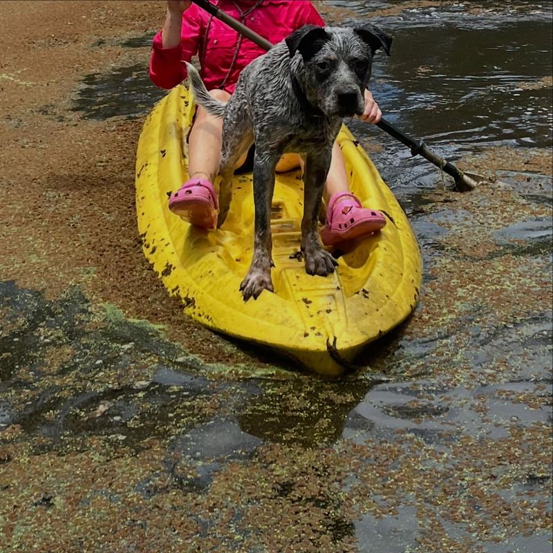 Adventure Companions