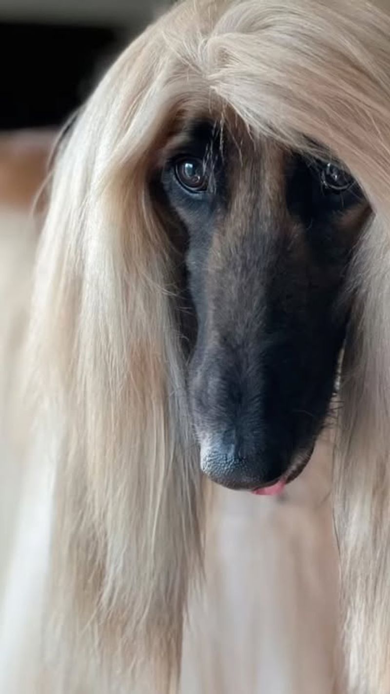 Afghan Hound