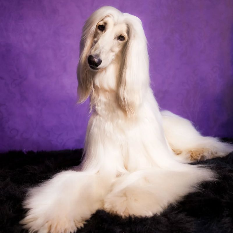 Afghan Hound