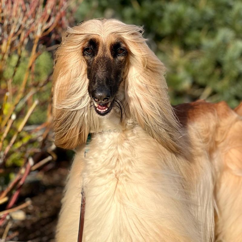 Afghan Hound