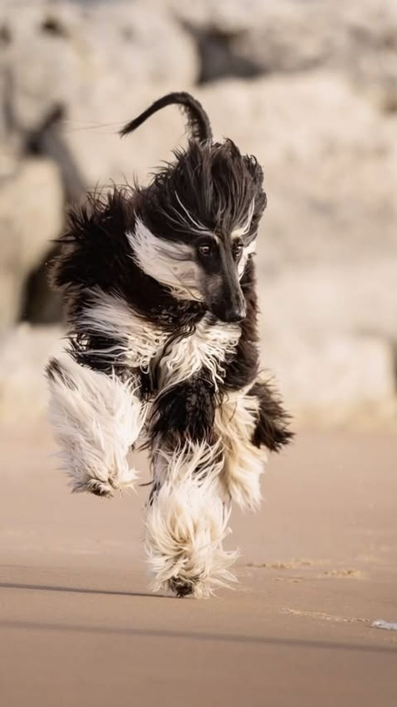 Afghan Hound