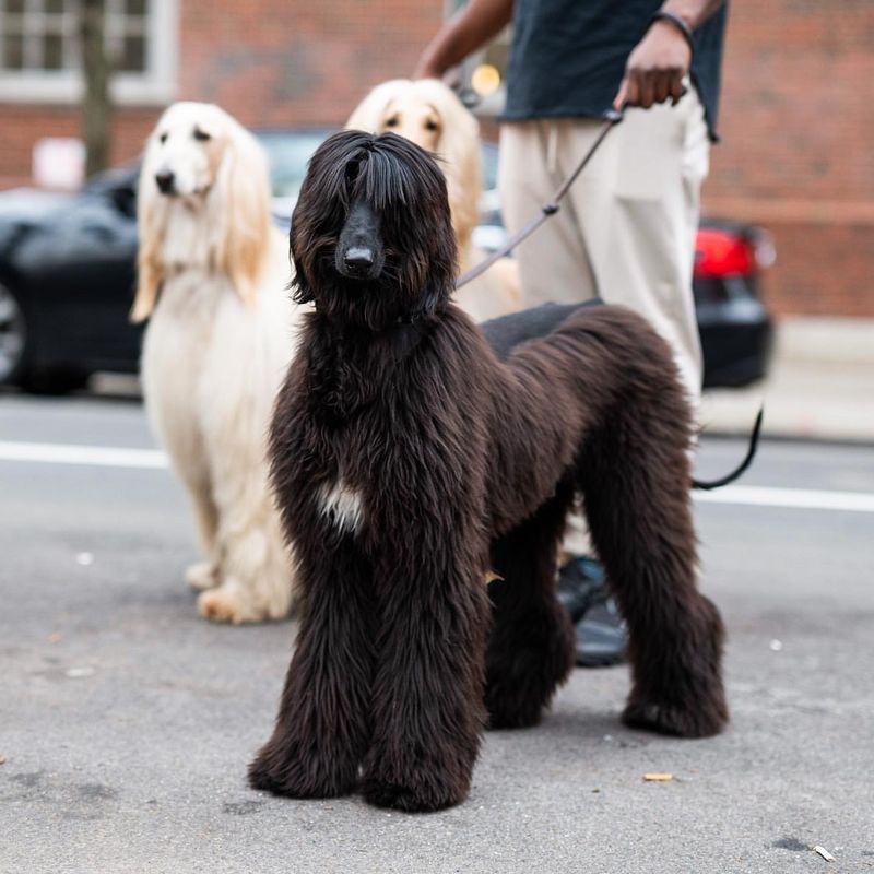 Afghan Hound