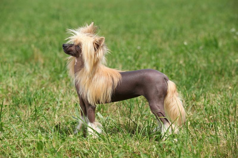 African Hairless Dog