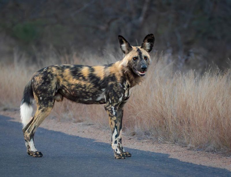 African Wild Dog