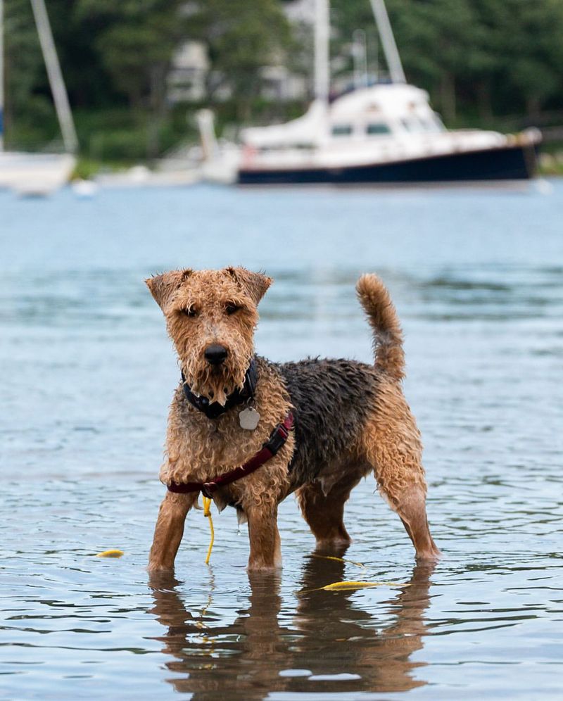 Airedale Terrier