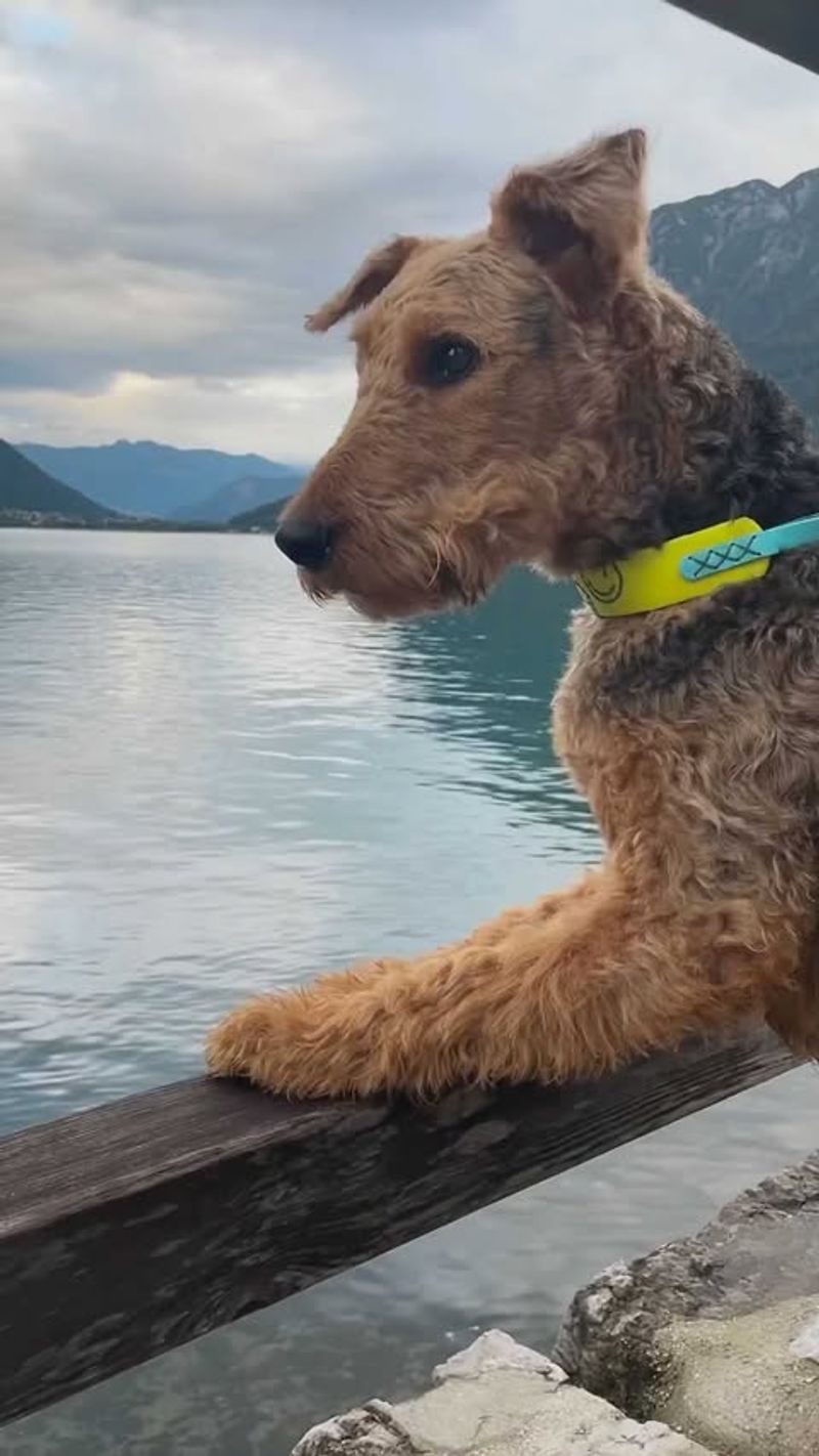 Airedale Terrier