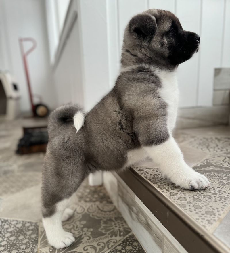 Akita