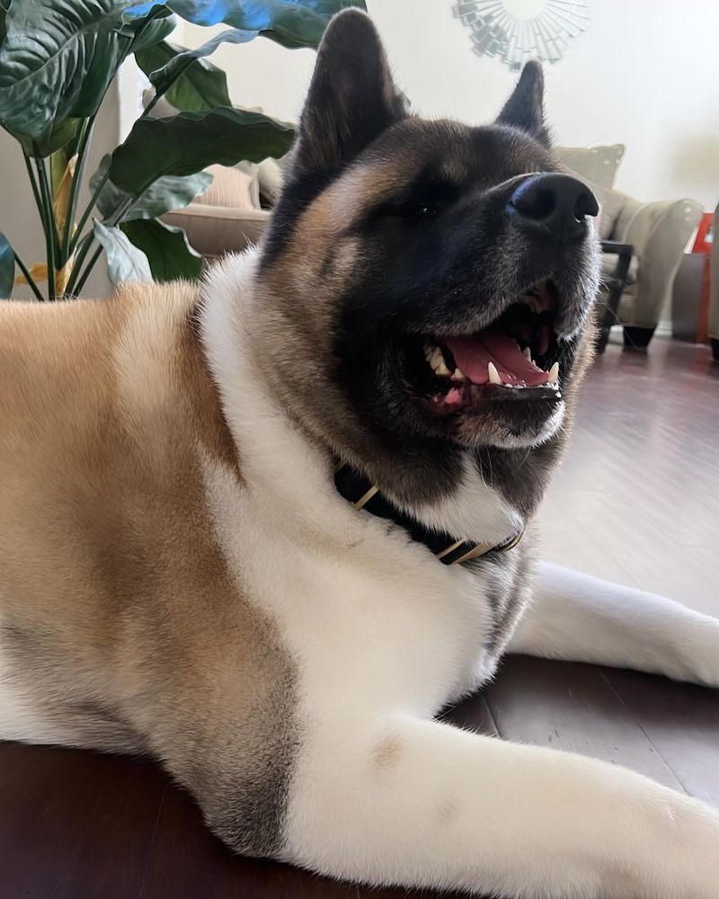 Akita