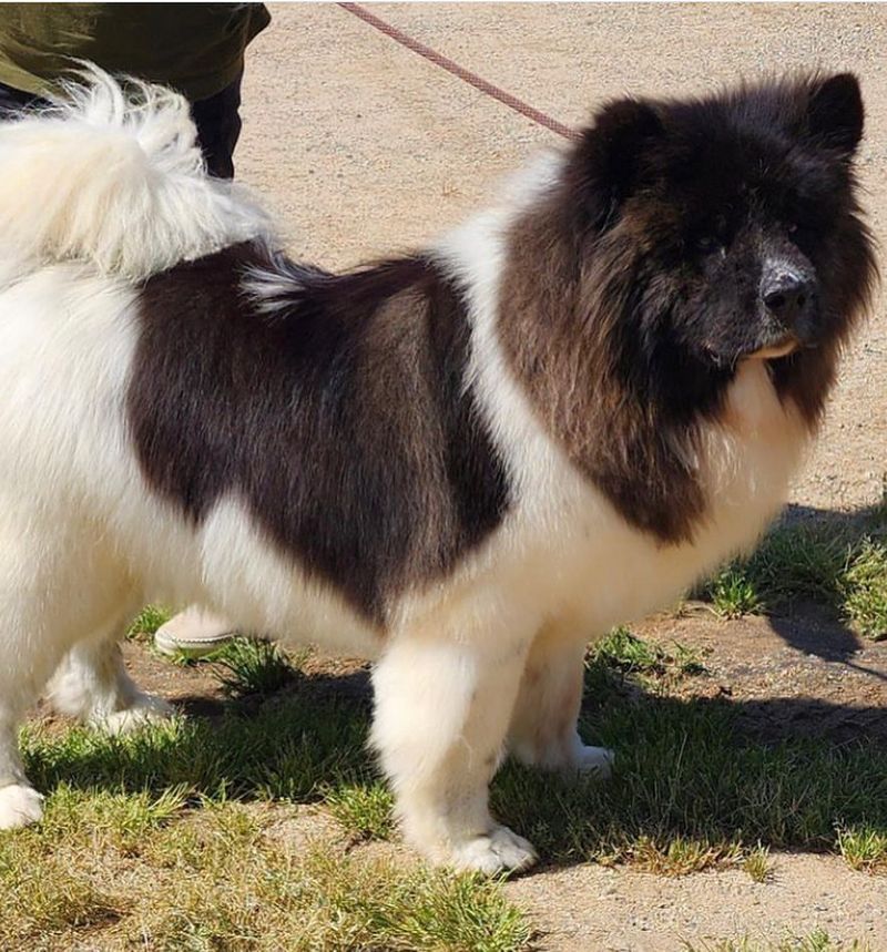 Akita