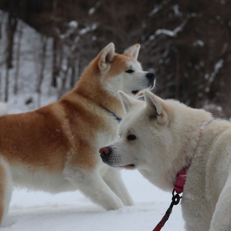 Akita