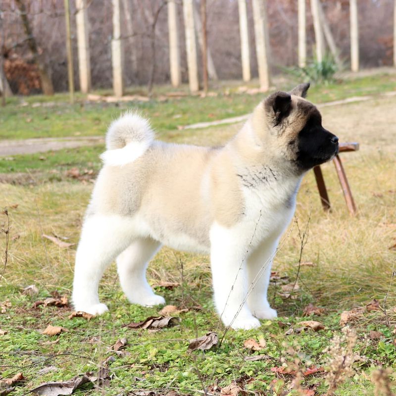 Akita