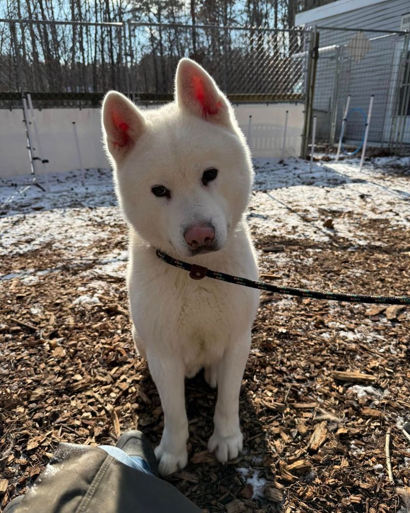 Akita