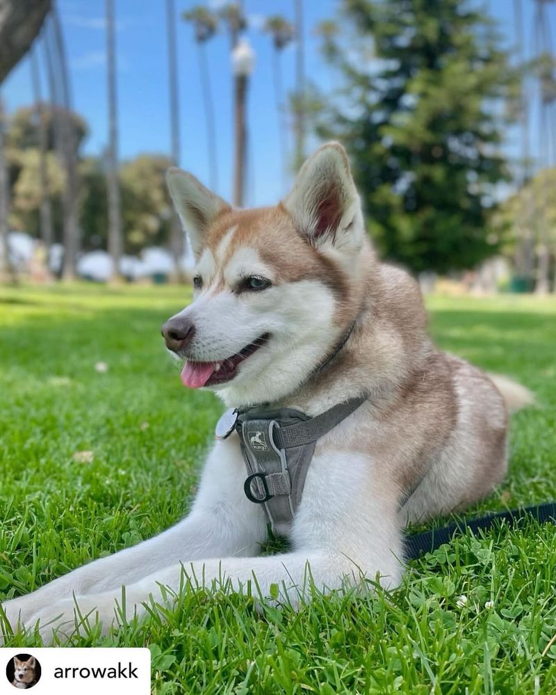 Alaskan Klee Kai