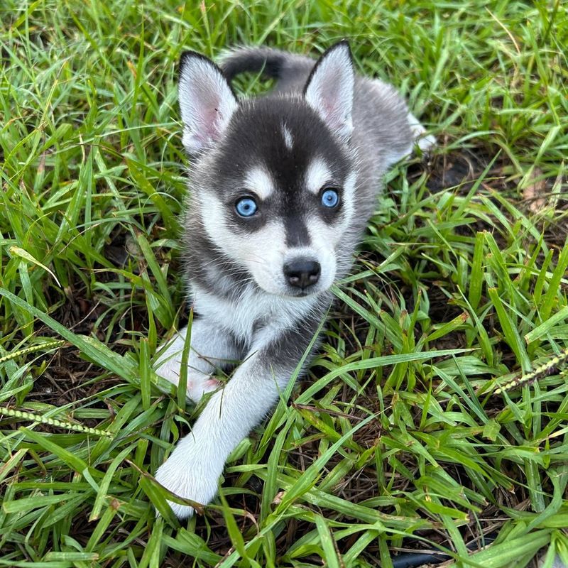 Alaskan Klee Kai