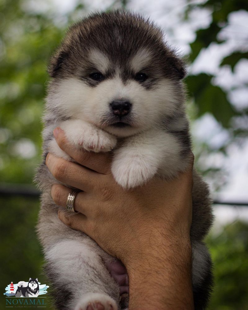 Alaskan Malamute