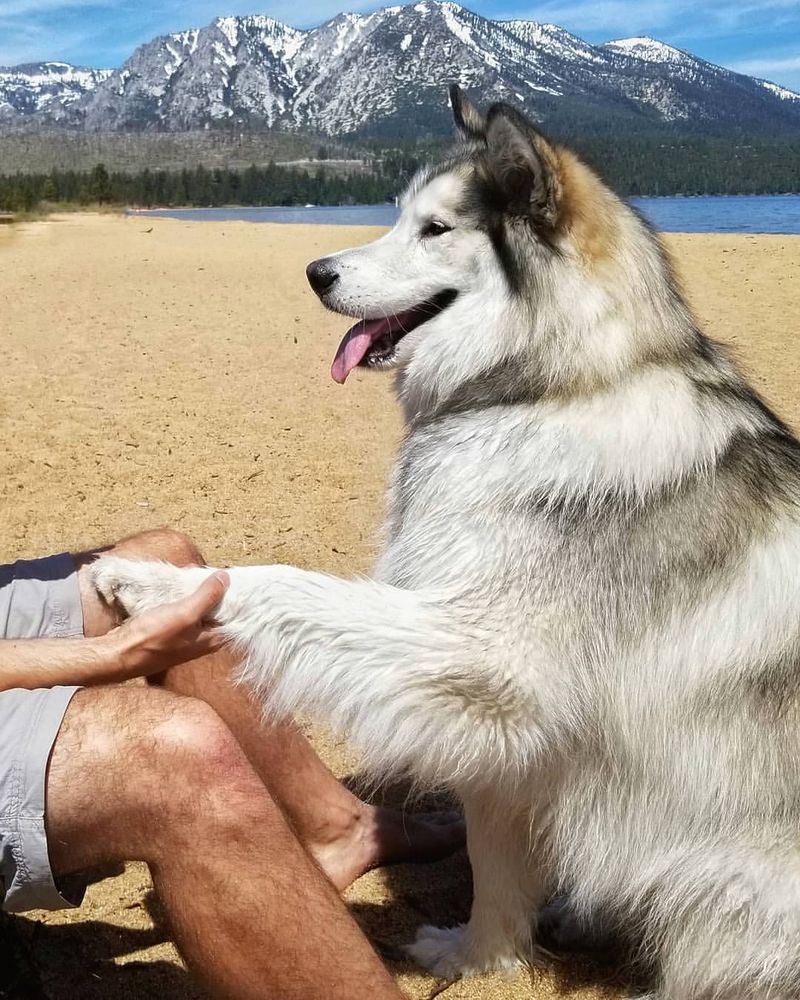 Alaskan Malamute
