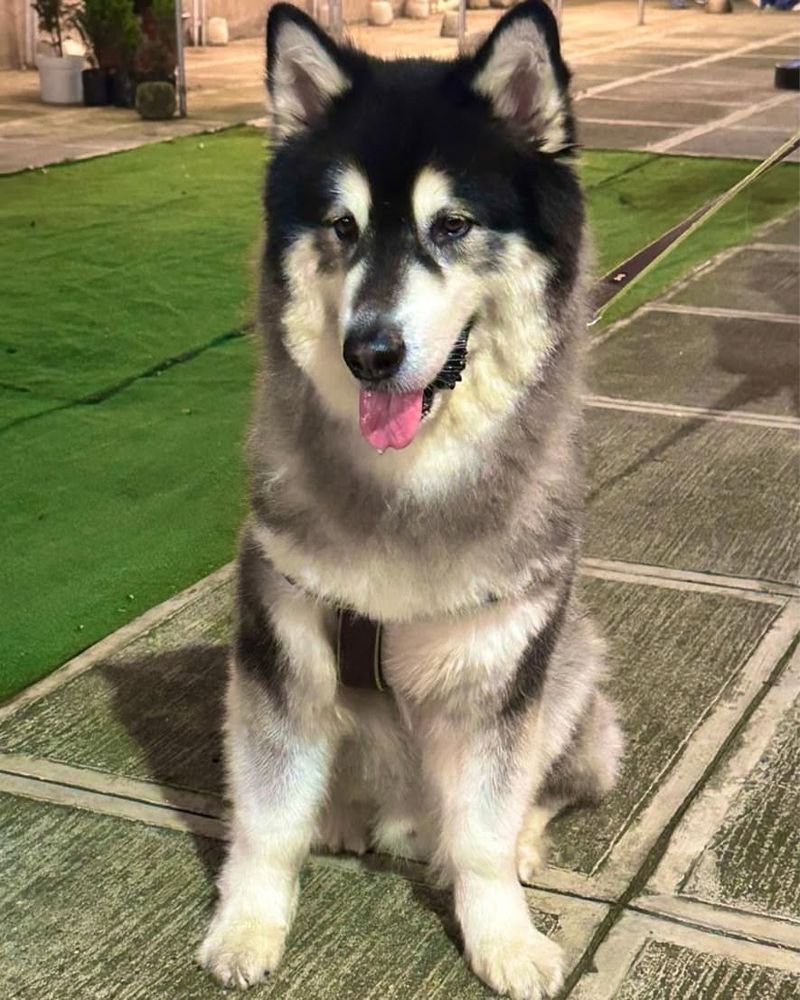 Alaskan Malamute
