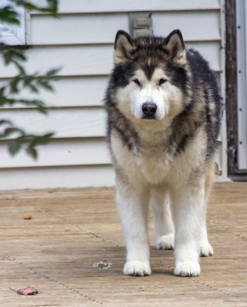Alaskan Malamute