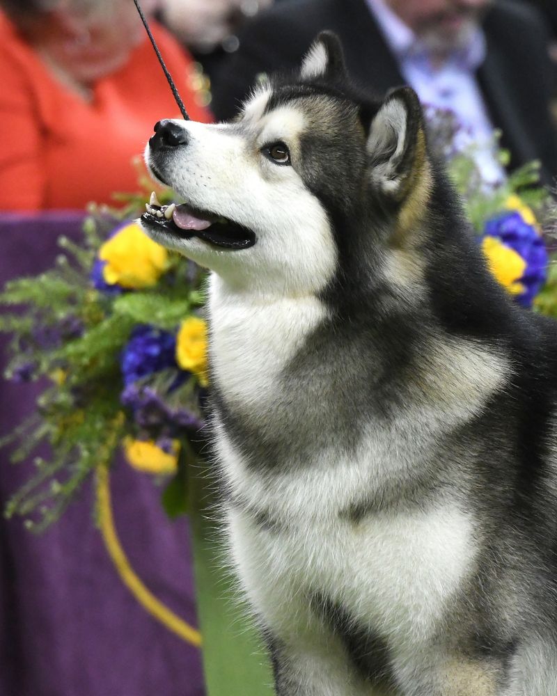 Alaskan Malamute