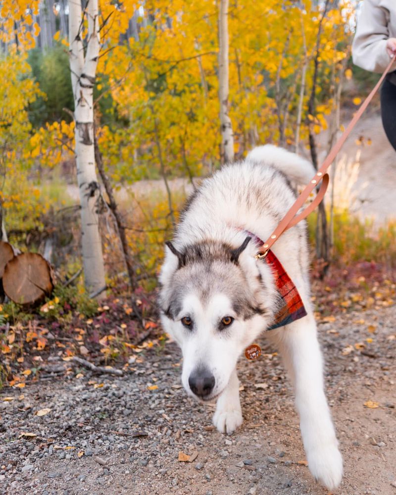 Alaskan Malamute
